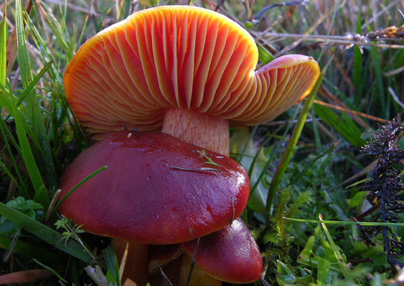 Malga Brigolina parte 1.Hygrocybe punicea.